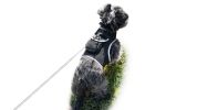 Realtime Pet Dog Tracking Collar Clip Device + GPS GSM Tracking System Size:M